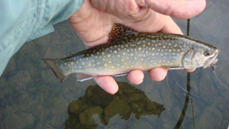 Kettle Brookie.JPG